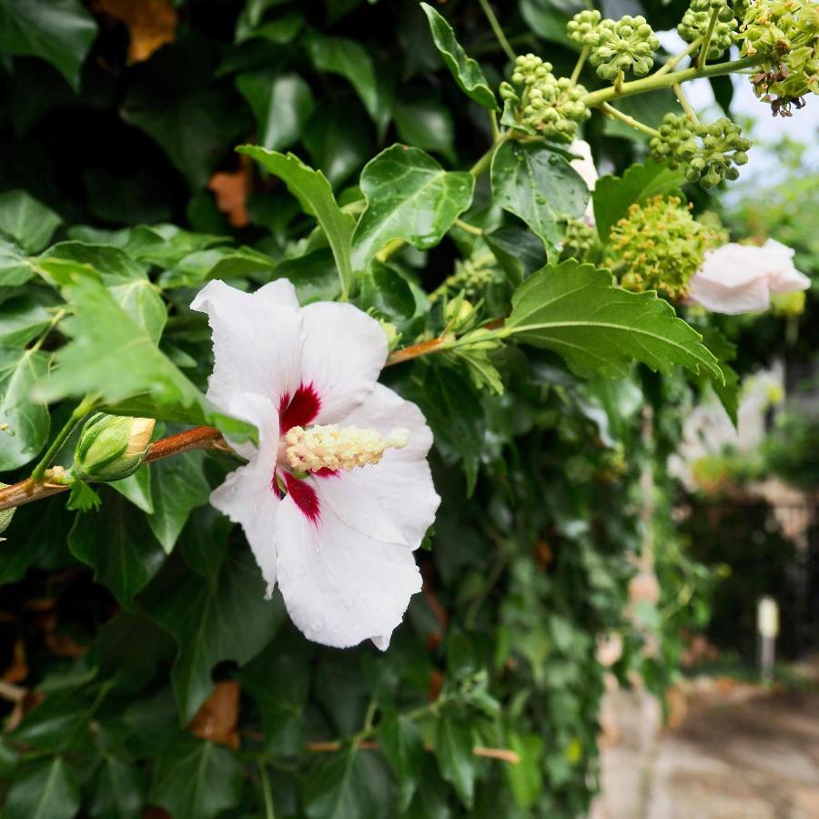 L'Evidence Bed and Breakfast Prades  Εξωτερικό φωτογραφία